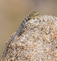 Crotaphytus vestigium