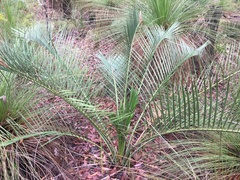 Macrozamia fraseri
