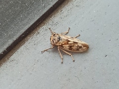 Rhytidodus