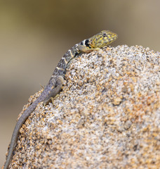 Crotaphytus vestigium