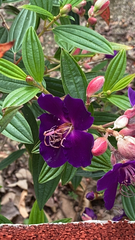 Pleroma semidecandrum