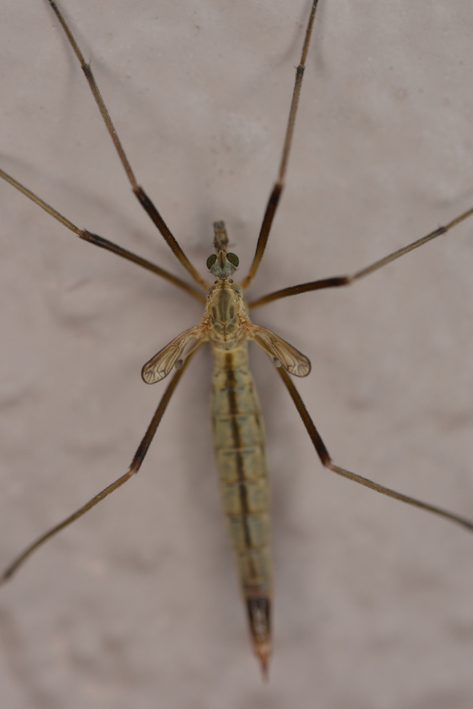 Tipula vestigipennis