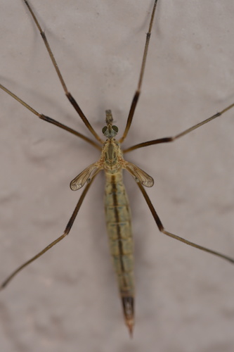 Tipula vestigipennis