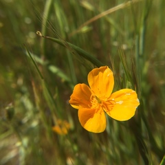 Eschscholzia lobbii