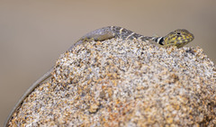 Crotaphytus vestigium