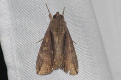 Ercheia
