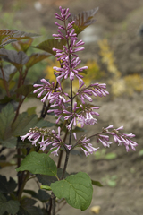 Syringa × prestoniae
