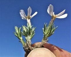 Phlox caespitosa