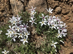 Phlox caespitosa