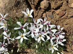 Phlox caespitosa