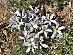 Phlox caespitosa