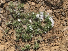 Phlox caespitosa
