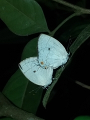 Iaspis andersoni