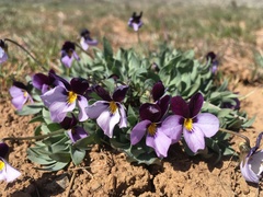 Viola trinervata