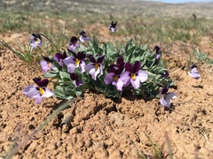 Viola trinervata