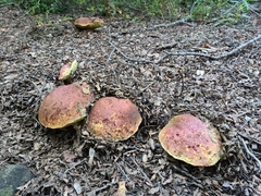 Butyriboletus loyo
