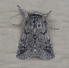 Pleromelloida conserta