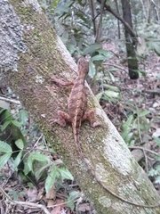 Enyalius