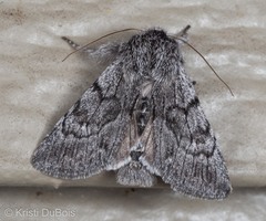 Pleromelloida conserta