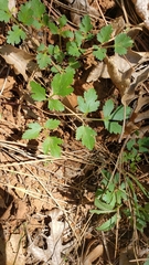 Tauschia kelloggii