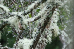Hemignathus wilsoni