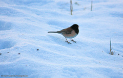 Junco hyemalis oreganus