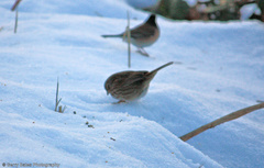Junco hyemalis oreganus