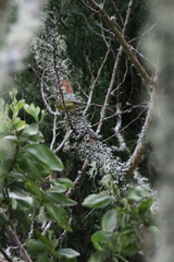 Hemignathus wilsoni