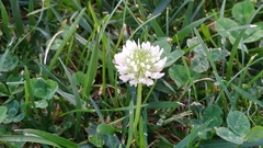 Trifolium repens