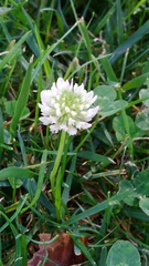 Trifolium repens