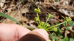 Tauschia kelloggii