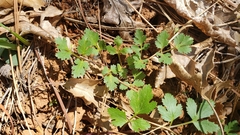 Tauschia kelloggii