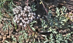 Lomatium canbyi