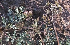 Lomatium canbyi