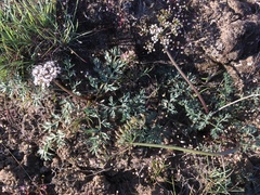 Lomatium canbyi