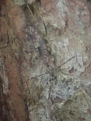 Amphineurus hudsoni