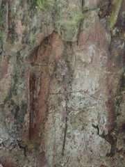 Amphineurus hudsoni