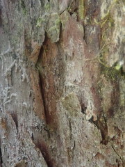 Amphineurus hudsoni