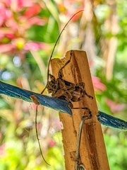 Lagocheirus araneiformis parvulus