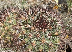 Pediocactus nigrispinus