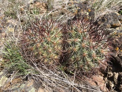 Pediocactus nigrispinus