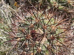 Pediocactus nigrispinus