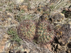 Pediocactus nigrispinus