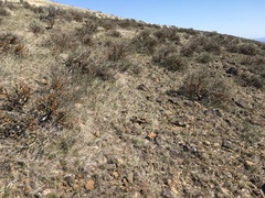 Pediocactus nigrispinus
