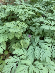 Dicentra formosa