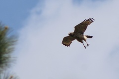 Buteo lineatus lineatus