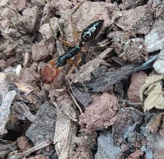 Odontomachus erythrocephalus
