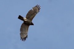 Buteo lineatus lineatus