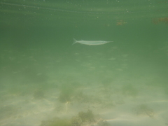 Hemiramphus saltator