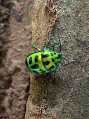 Chrysocoris stockerus